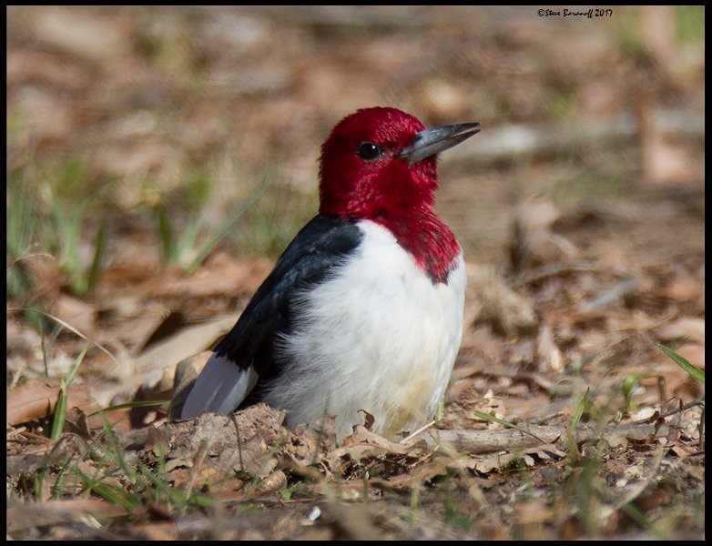 _7SB3856 red-headed woodpecker.jpg